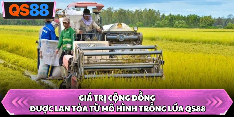 Giá trị cộng đồng được lan tỏa từ mô hình trồng lúa QS88
